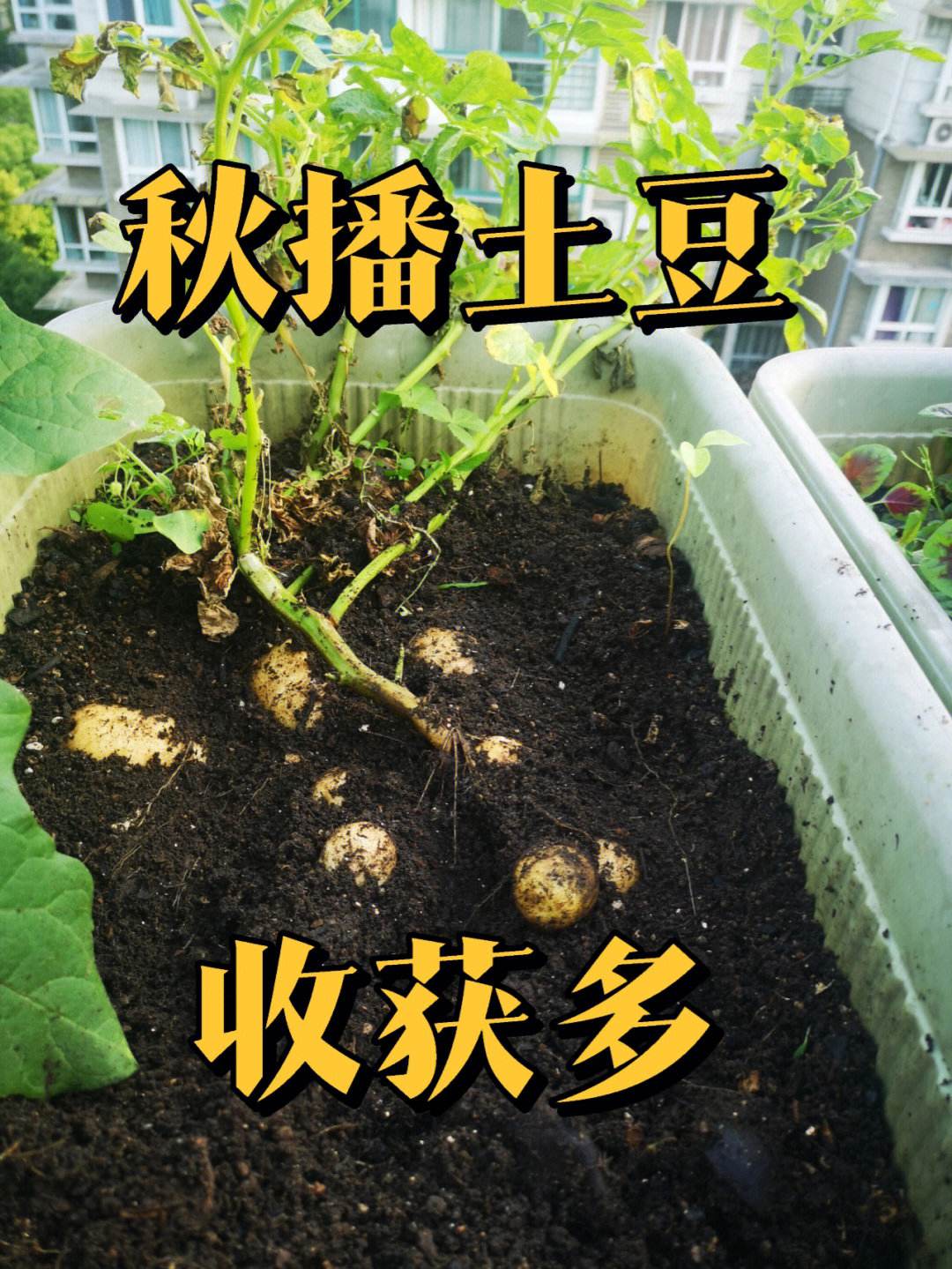 土豆种植月份(土豆10月份种晚不晚)