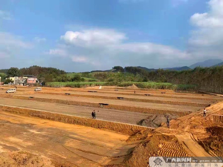 旱改水项目是否必须种水稻(旱改水验收需要种植水稻嘛?)