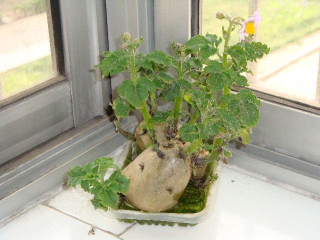 土豆种植全过程(土豆种植全过程图)