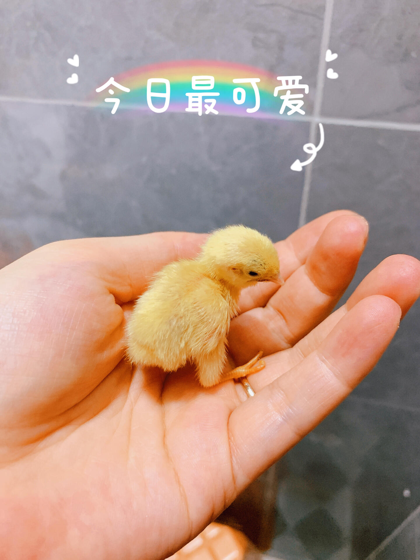 阳台养芦丁鸡(阳台养芦丁鸡风水好吗)