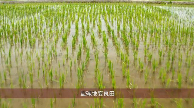 盐碱地种水稻用什么肥(盐碱地种水稻用什么肥料好)