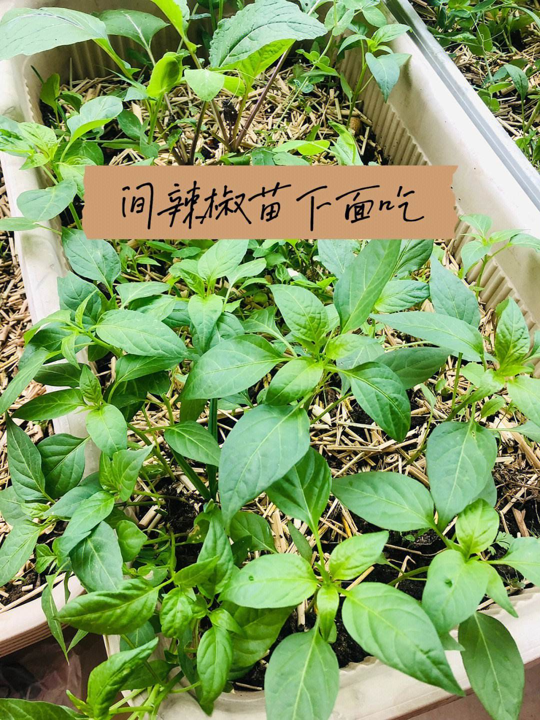 怎样培育辣椒苗(怎样培育辣椒苗视频)