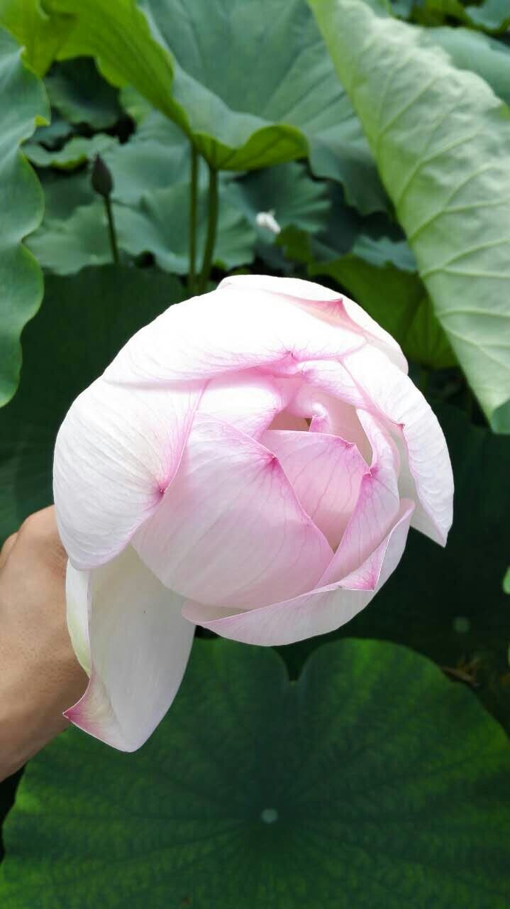 安新县水生植物种植(安新县冀中水生植物种植有限公司)