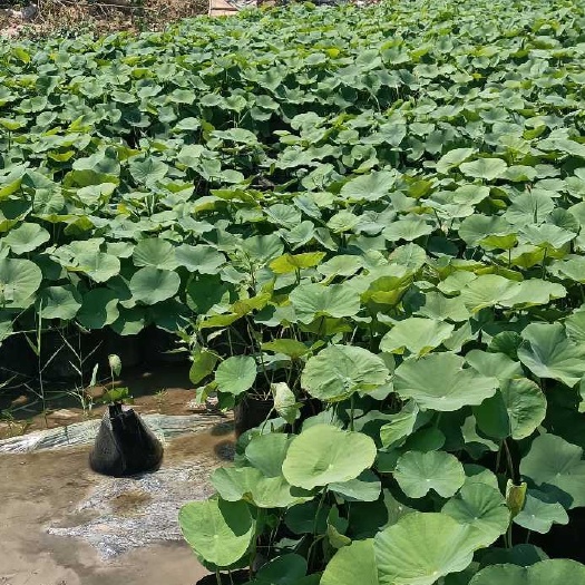 安新县水生植物种植(安新县冀中水生植物种植有限公司)