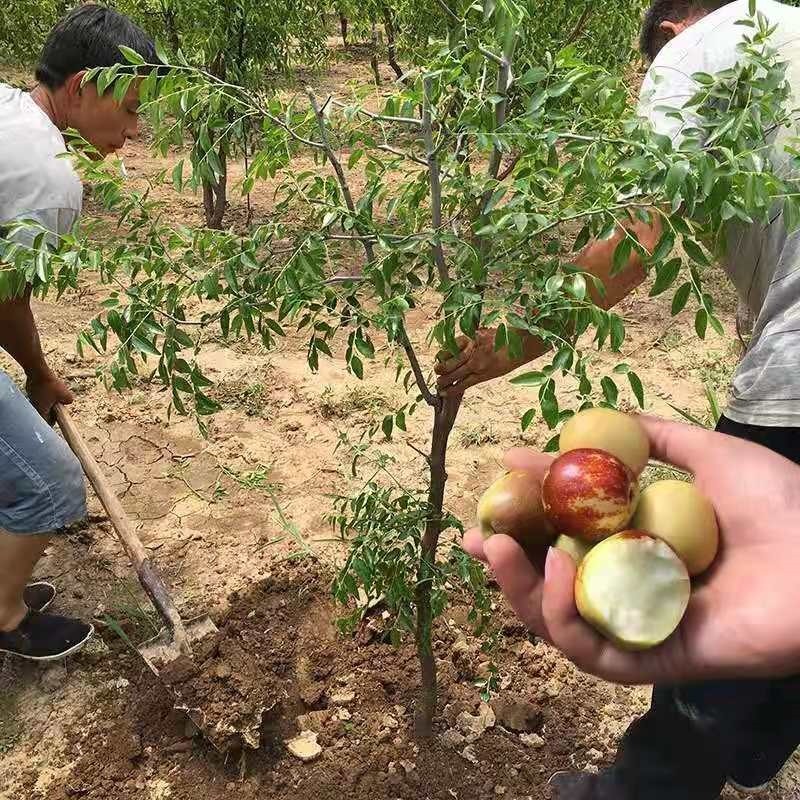 冬枣盆栽养殖技术(盆栽冬枣的种植技术)