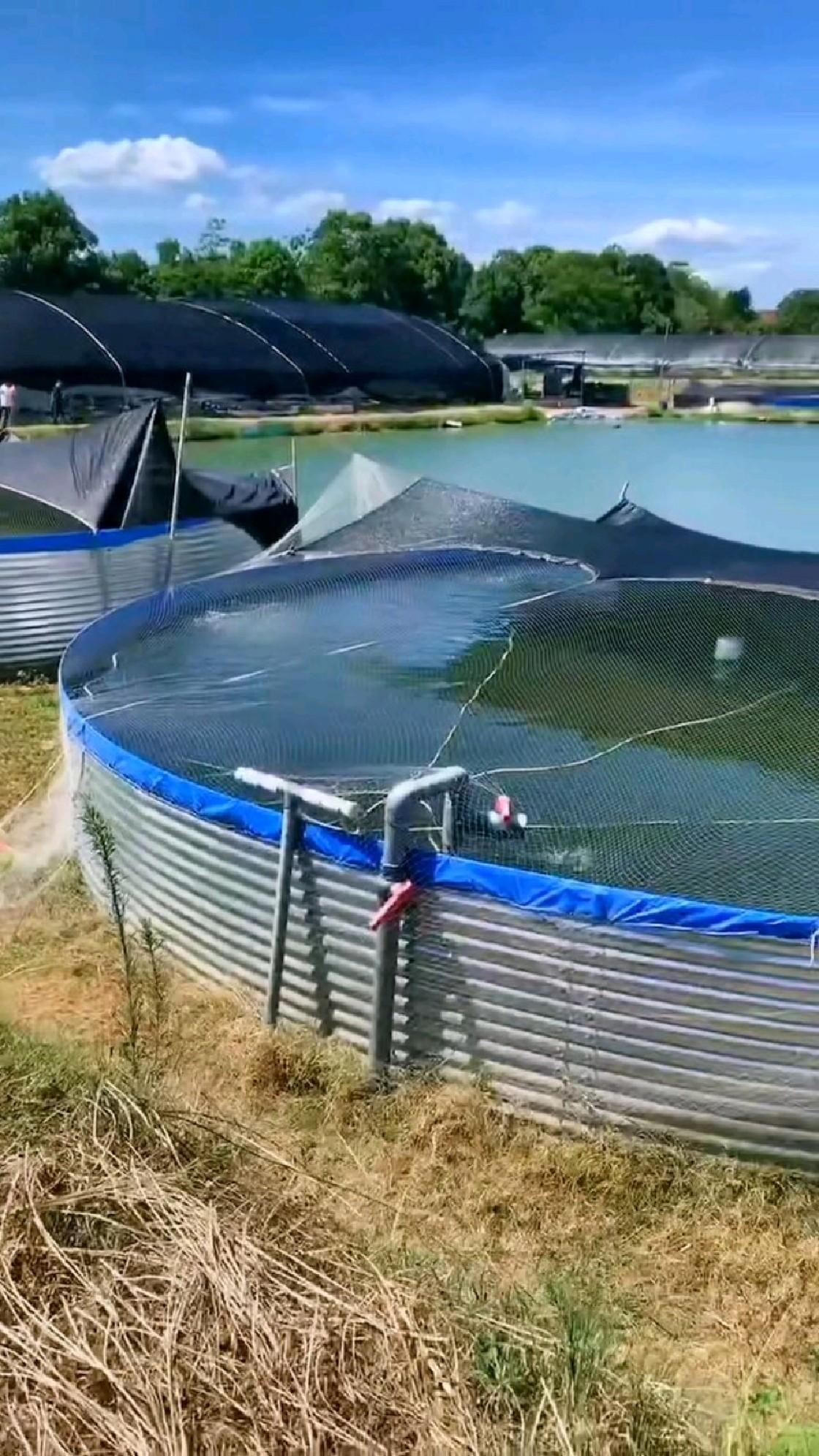工厂养殖水产(十大暴利水产养殖项目)