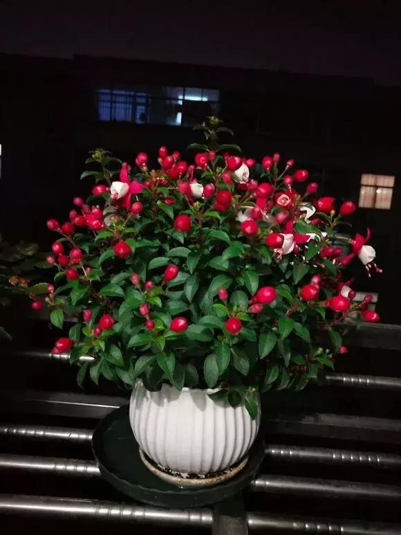 吊金钟的养殖方法(吊金钟养殖方法及注意事项)