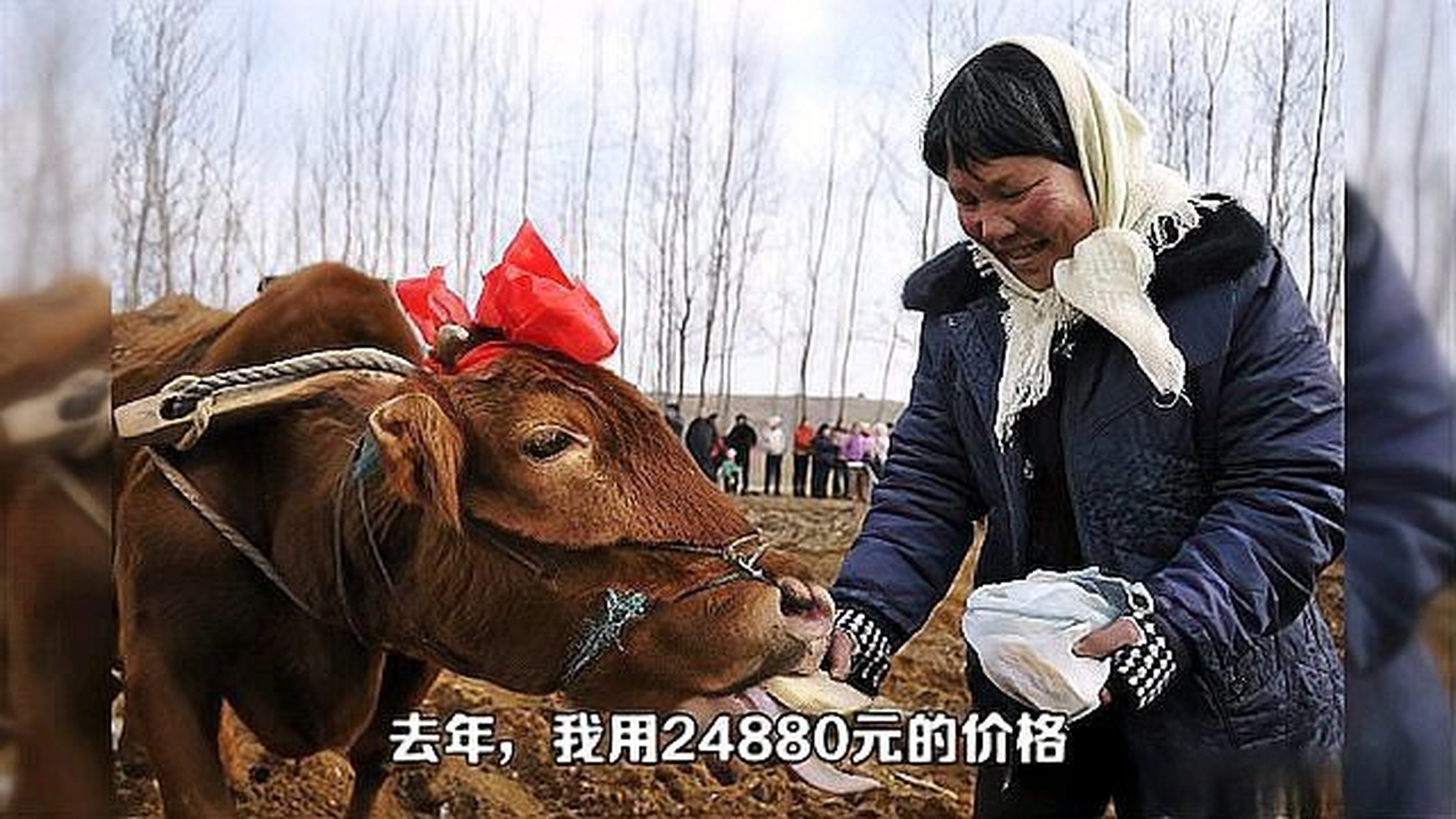 养牛卖(养牛卖多少钱一斤才能赚钱)