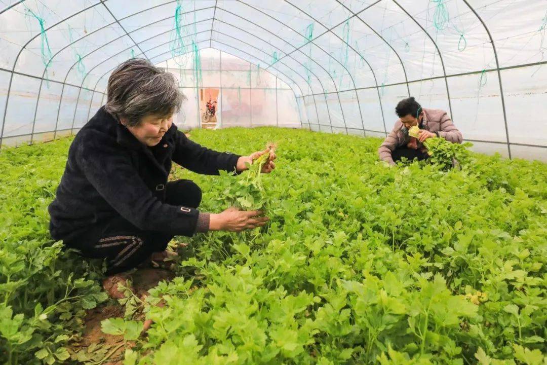 春萝卜种植(春萝卜种植技术)