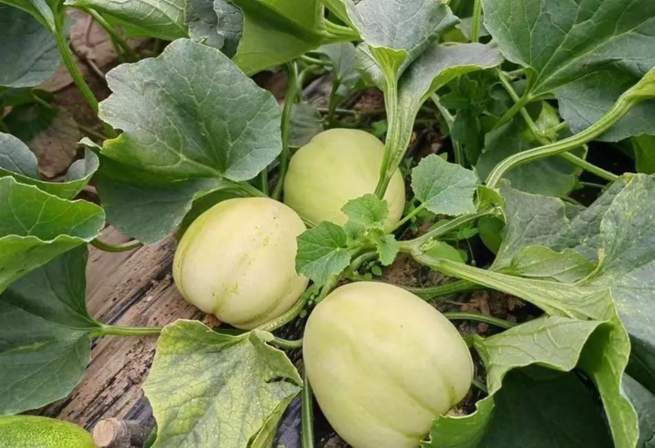 翠瓜的种植方法(小瓜种植技术与管理)