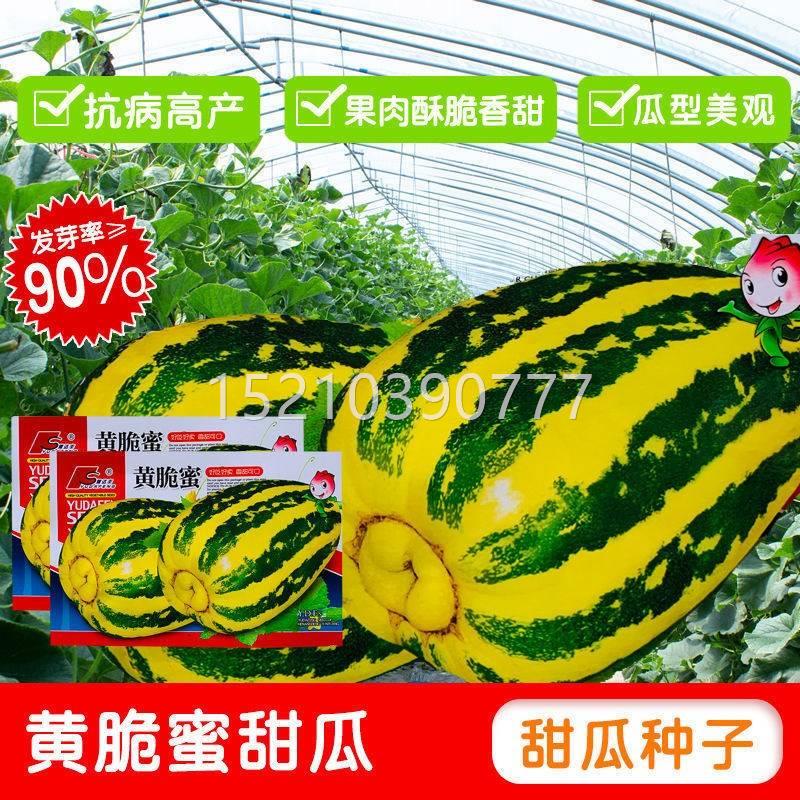 翠瓜的种植方法(小瓜种植技术与管理)