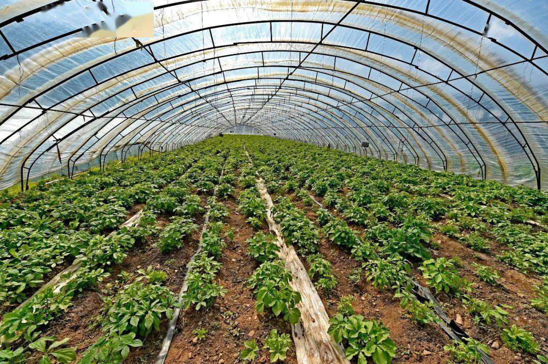 种植野菜有市场么(种植野菜有市场么现在)