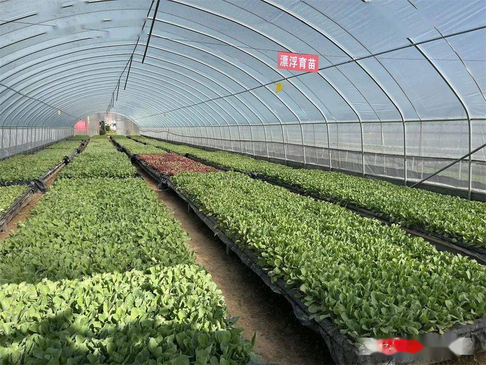 蔬菜绿色生产(蔬菜绿色生产技术现场交流会)