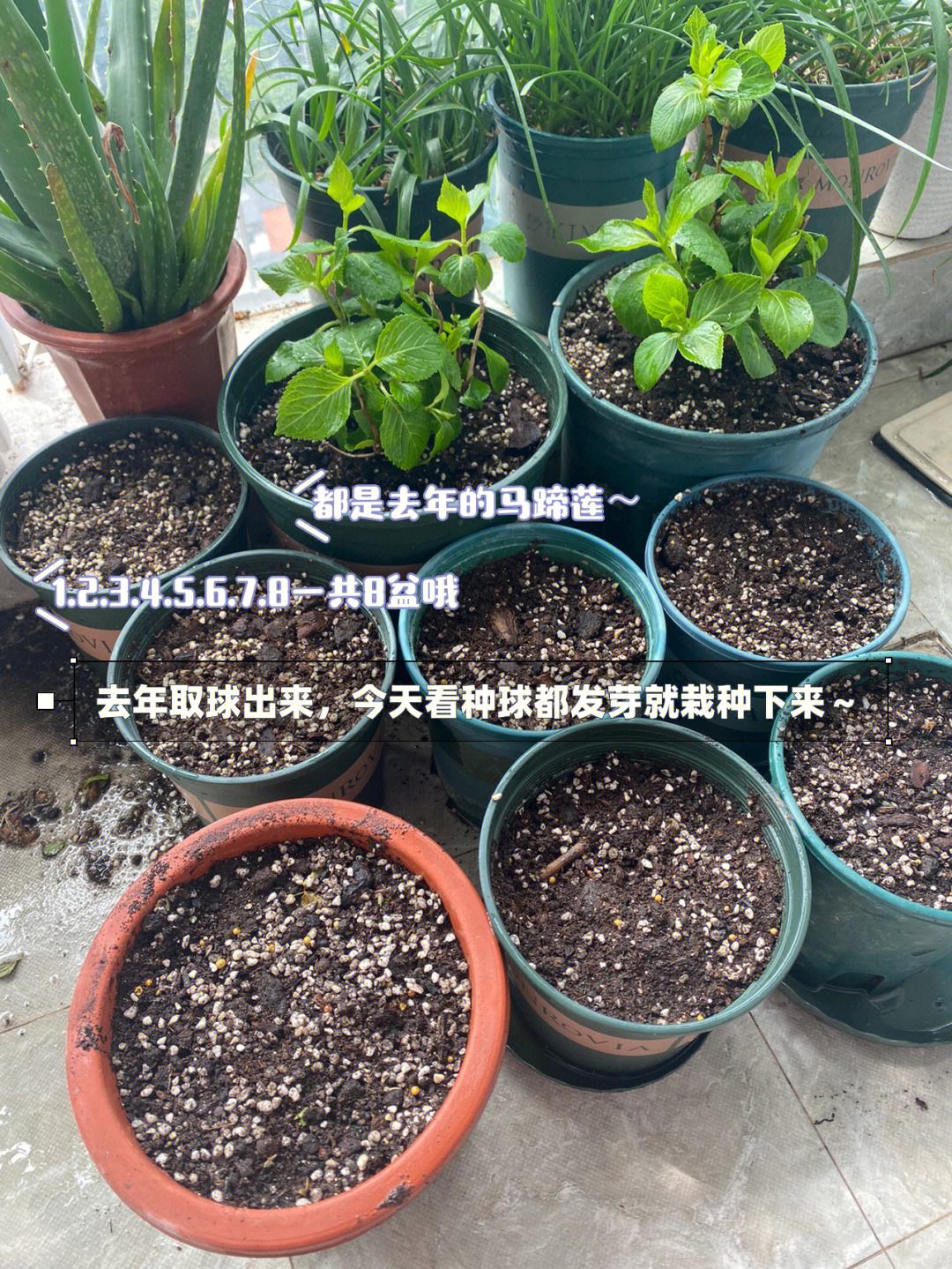 马蹄莲的种球图片(马蹄莲种球的栽种视频)