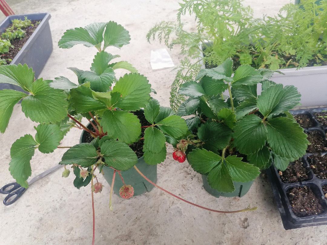 草莓种植的株距(草莓种植株距行距)
