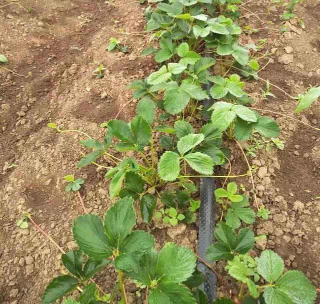 草莓种植的株距(草莓种植株距行距)