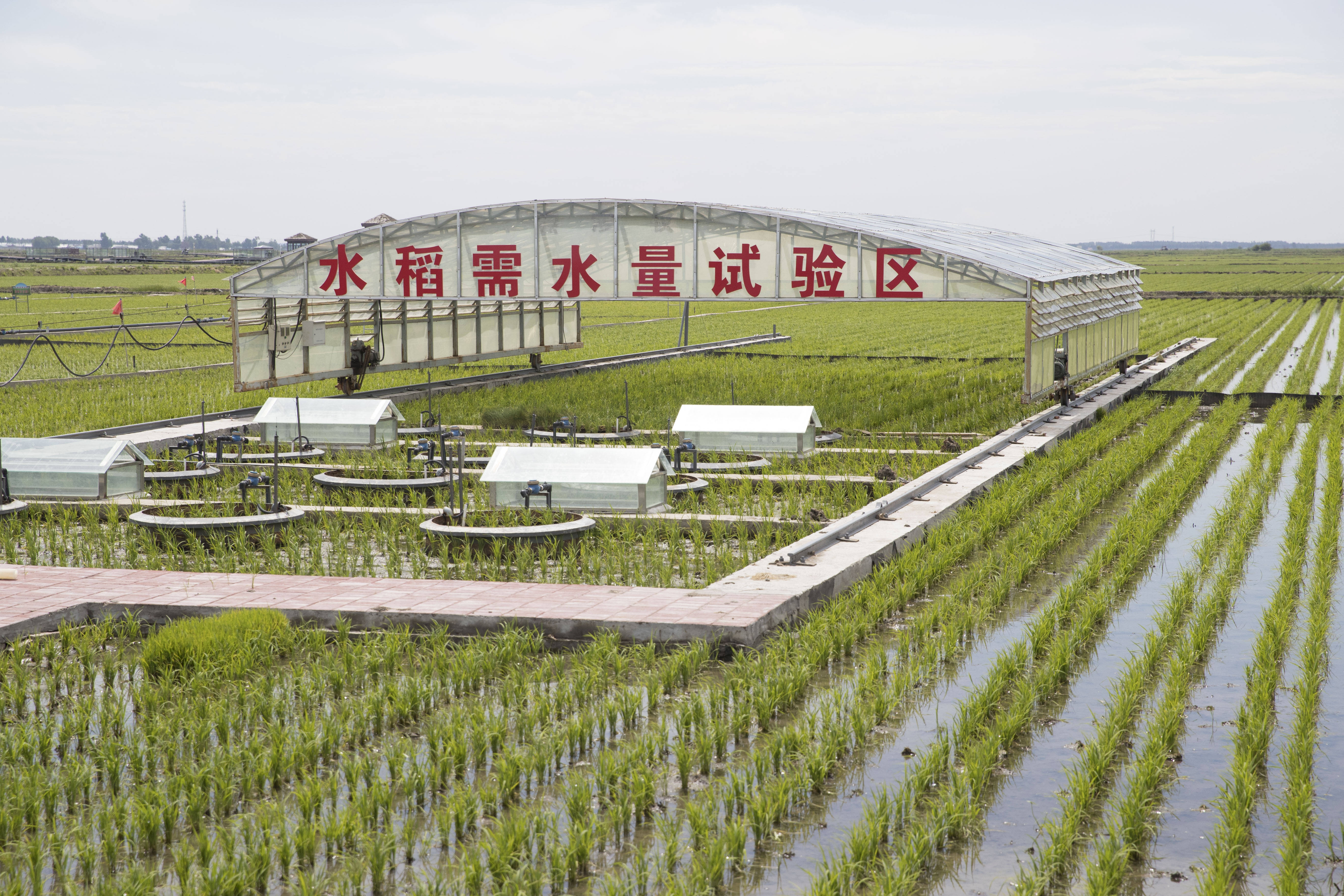 水稻种植用水量(水稻种植需要多少水)