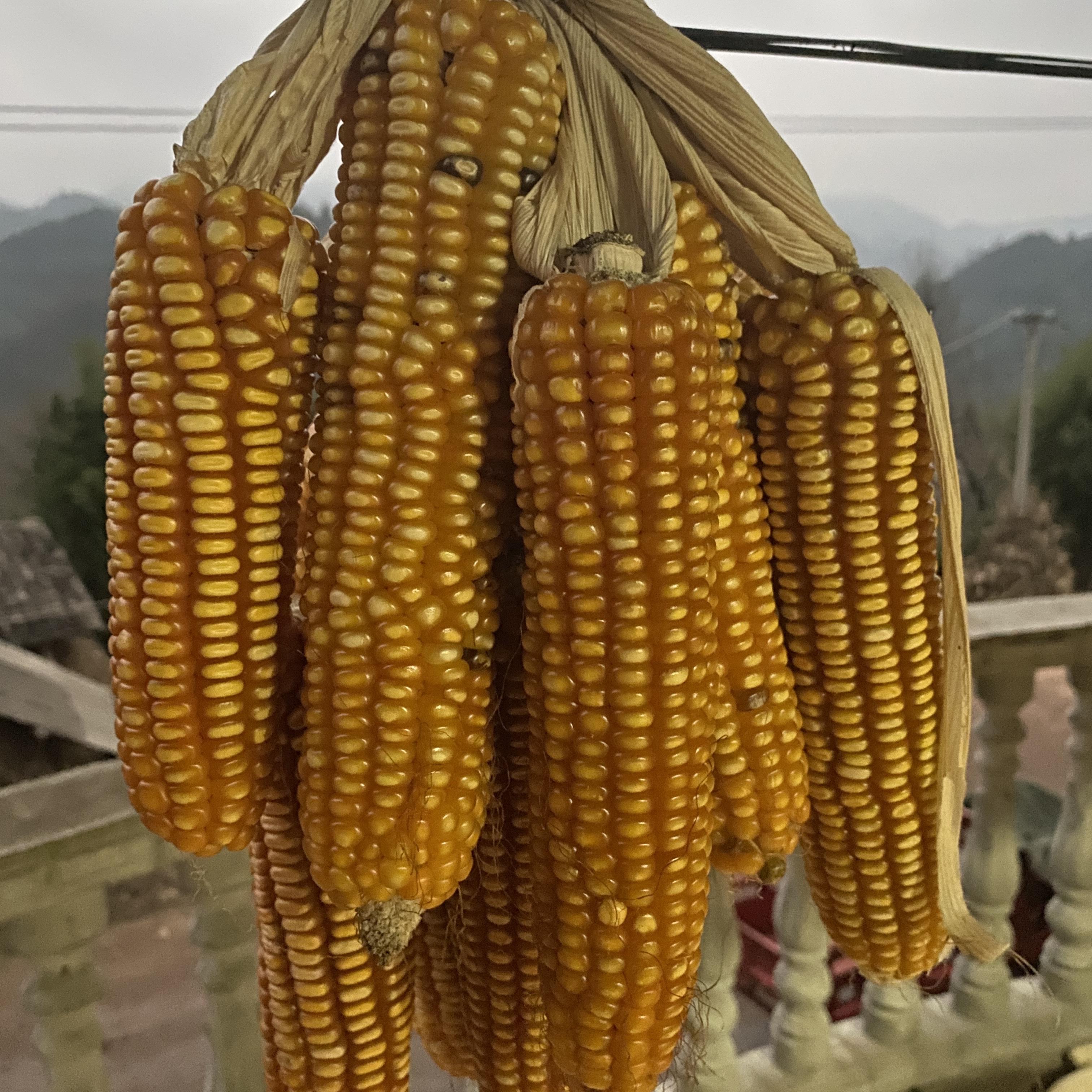 贵州不准种玉米(贵州不让种玉米合法吗)