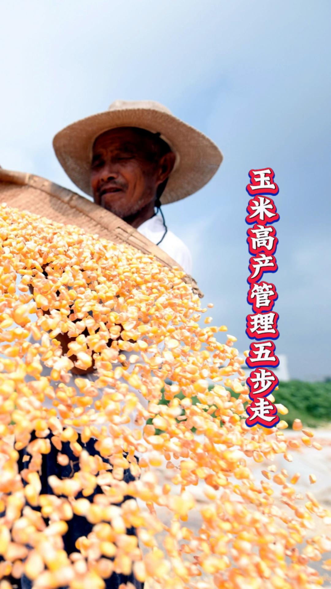 玉米管理(玉米管理措施)