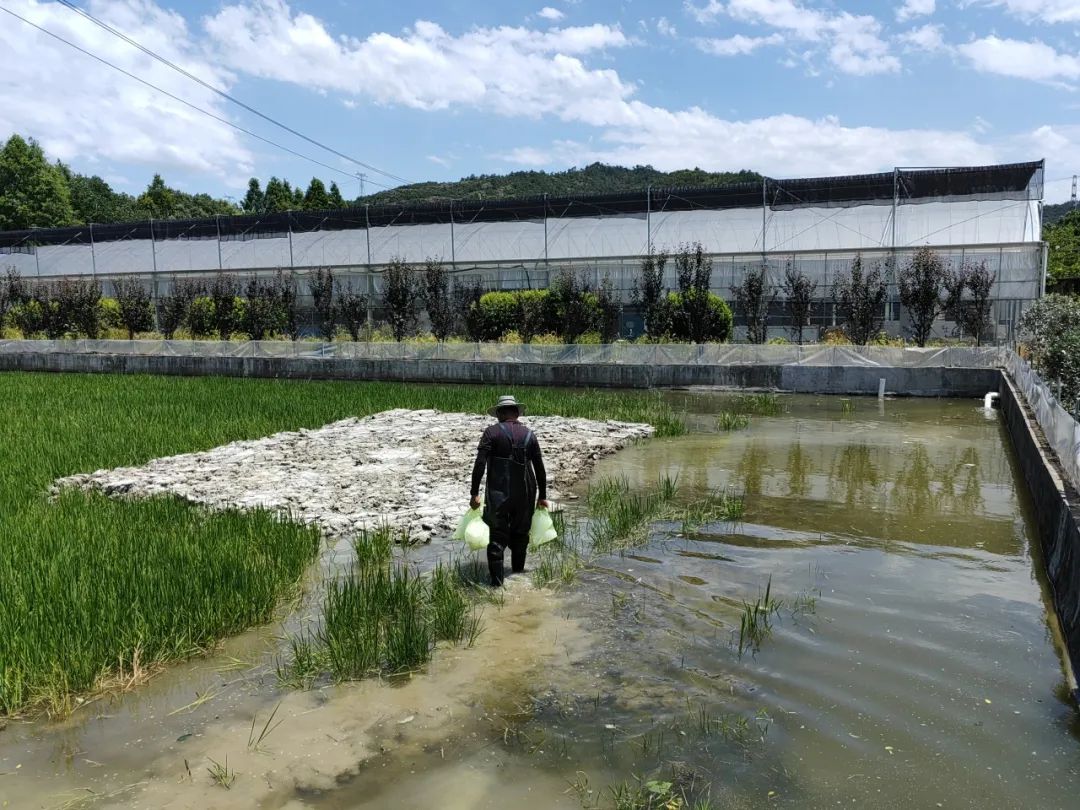 稻田螃蟹养殖技术视频(稻田螃蟹养殖技术视频教程)