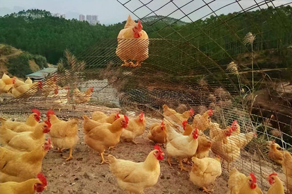 养殖土鸡的技术(土鸡养殖视频教程)