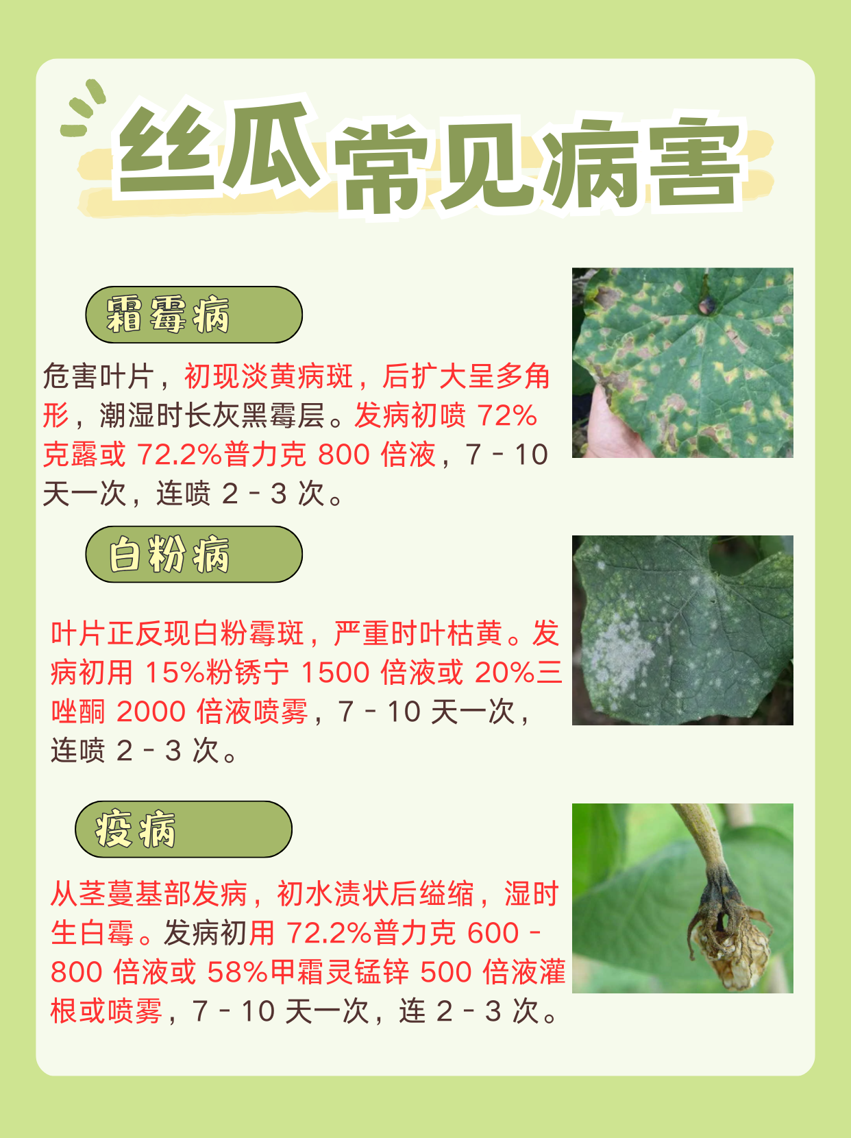 丝瓜应该怎么种(丝瓜怎么种出苗快)