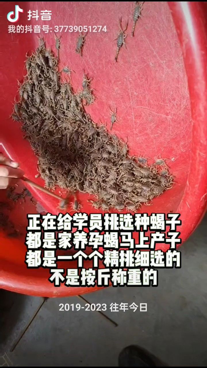 蝎子养殖高产新技术(蝎子养殖高产新技术有哪些)