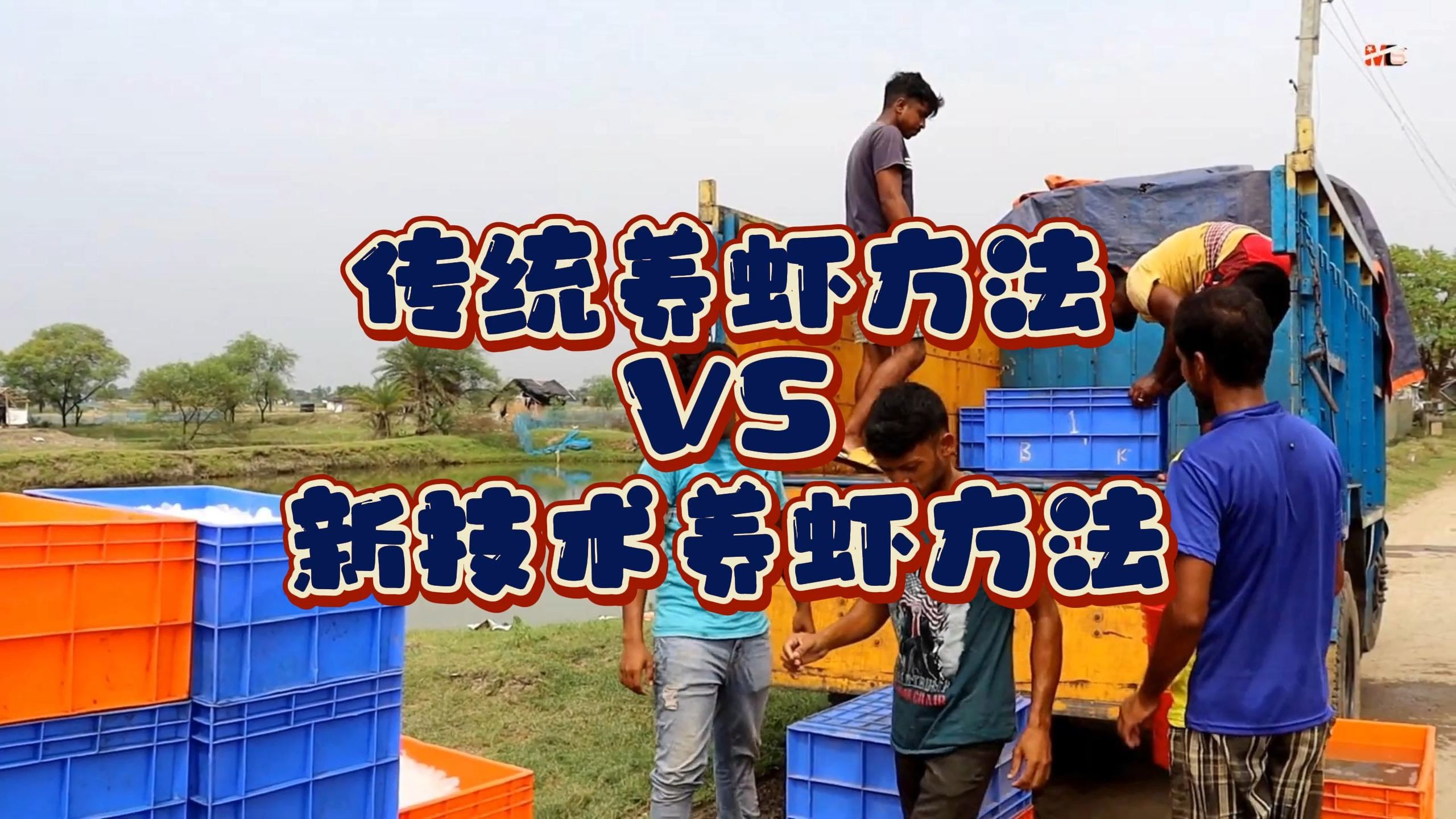 对虾养殖技术视频(对虾的养殖技术视频)