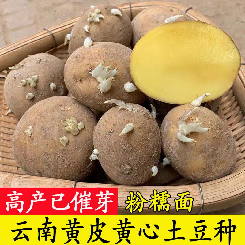 高产马铃薯品种有哪些(高产马铃薯品种有哪些图片)