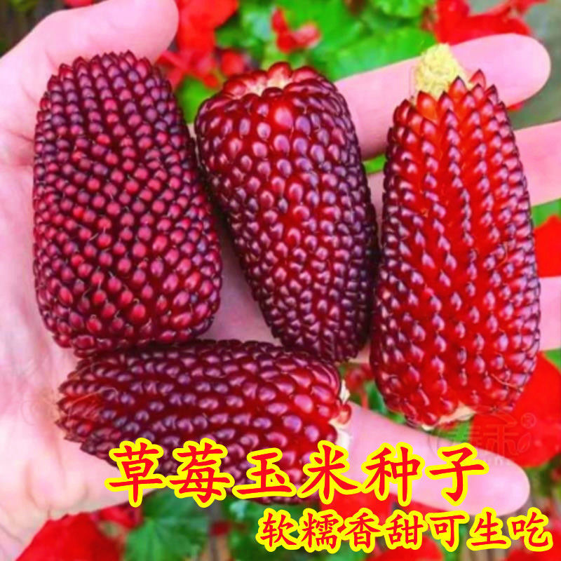 玉米怎么播种种子(玉米播种种子需要提前泡水吗)