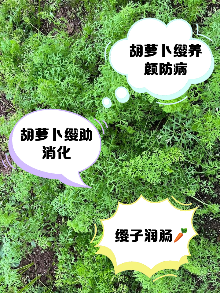 胡萝卜缨子好吃吗(胡萝卜缨子能吃吗有营养吗)