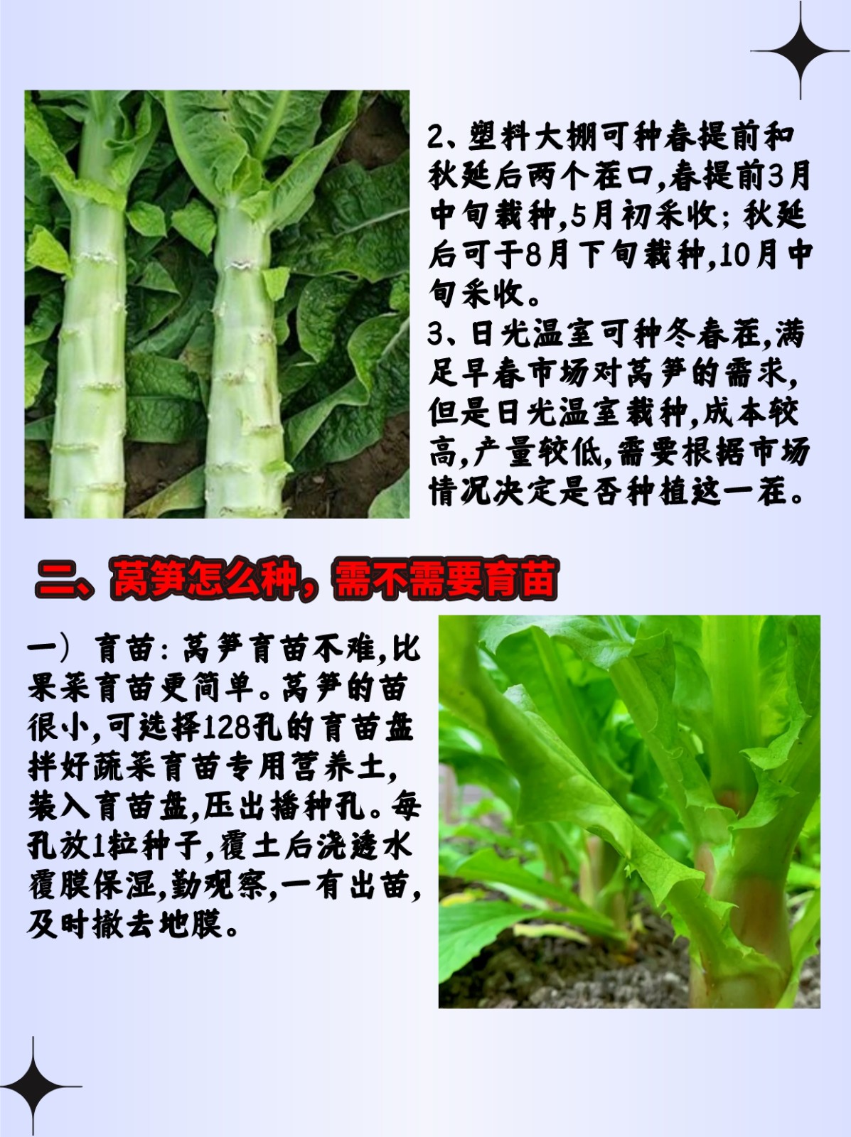 莴笋育苗技术(莴笋育苗时间和方法)