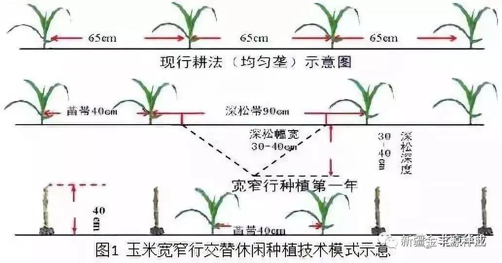 玉米种植时间和方法及株行距的简单介绍