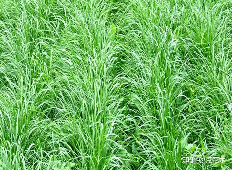 黑麦草施肥技术(黑麦草施肥技术与管理)