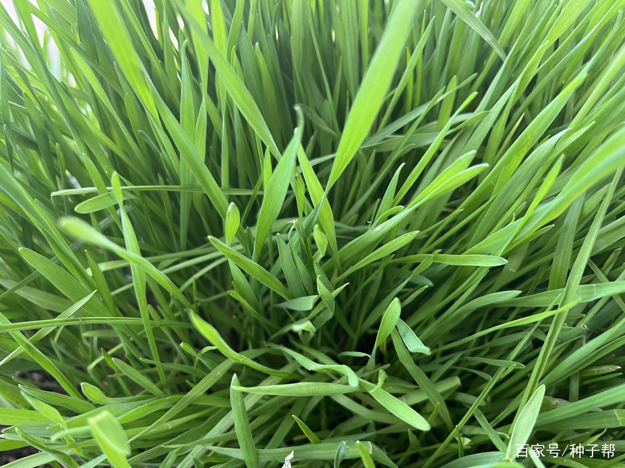黑麦草施肥技术(黑麦草施肥技术与管理)