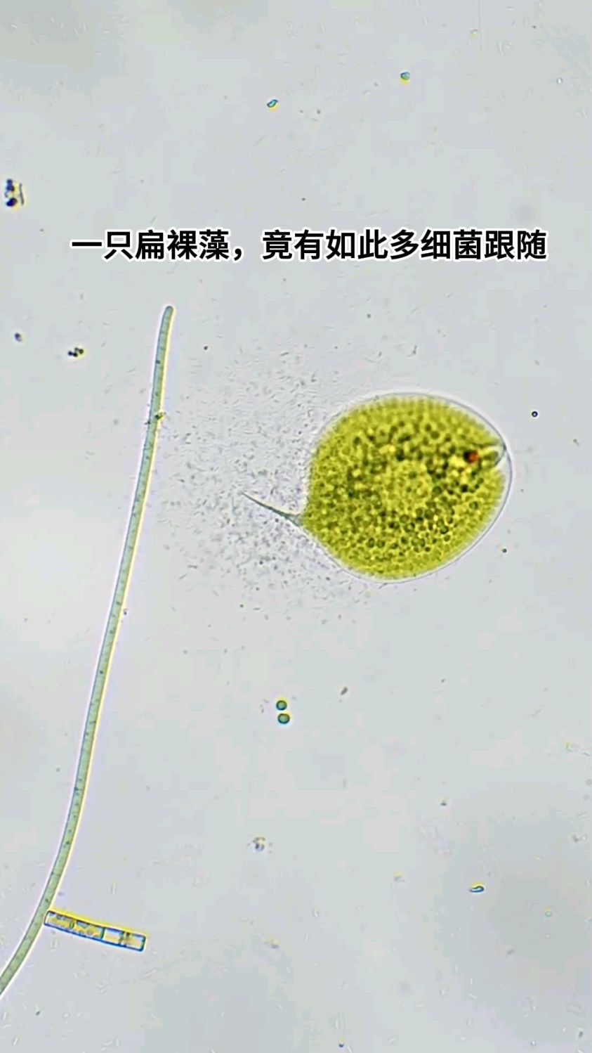 水产养殖裸藻(水产养殖裸藻多怎么办)