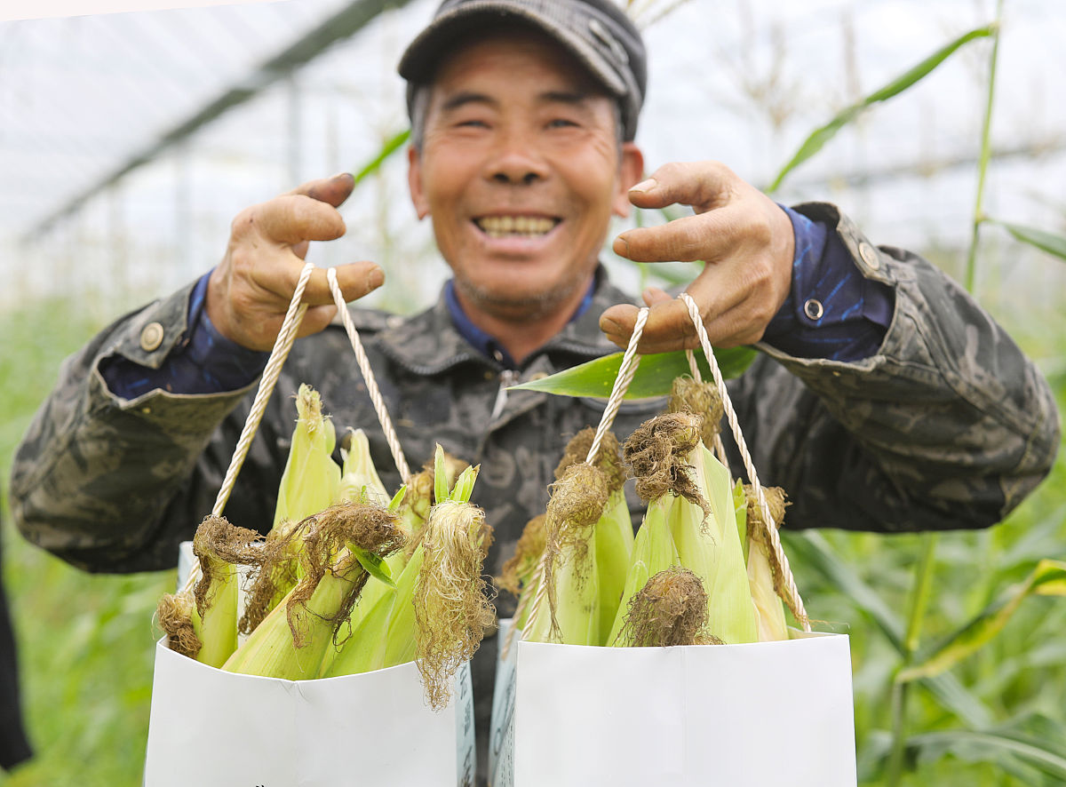 玉米单株种好还是双株(玉米单株结几个玉米)