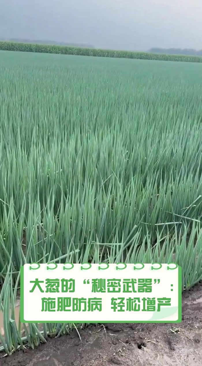 大葱施肥(大葱施肥技术)