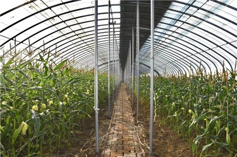 草莓水果玉米怎样种植(草莓水果玉米怎样种植的)