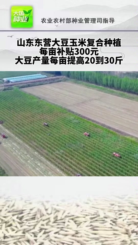 大豆和玉米套种时可以增产的措施(大豆和玉米套种时可以增产的措施有哪些)