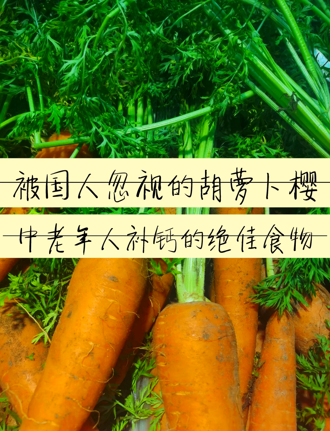 胡萝卜缨子的营养价值(胡萝卜缨子的营养价值是什么?)