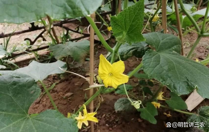 露天黄瓜种植技术(露天黄瓜种种植技术)