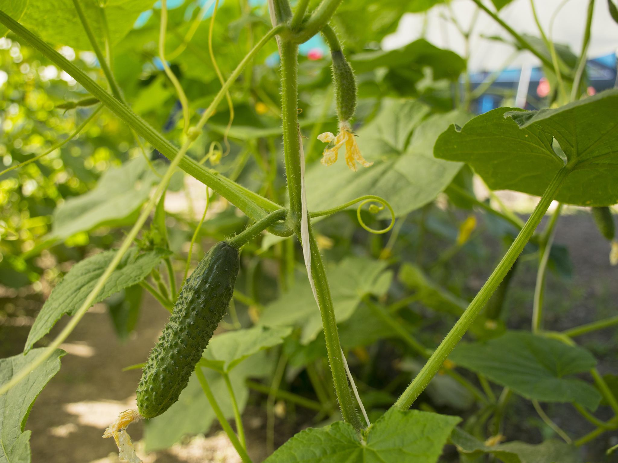 露天黄瓜种植技术(露天黄瓜种种植技术)