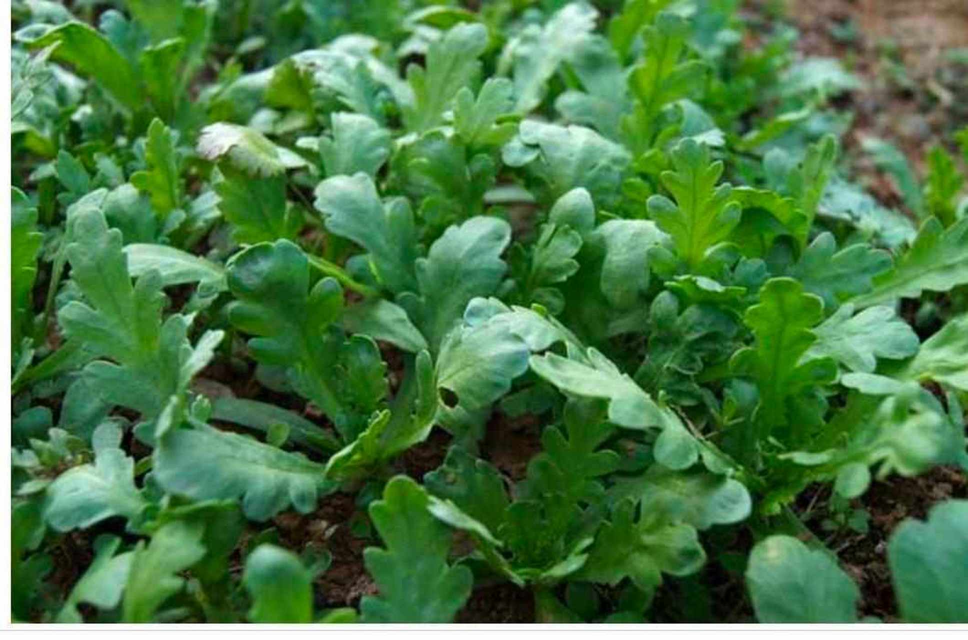 茼蒿如何播种(茼蒿如何播种出苗快)