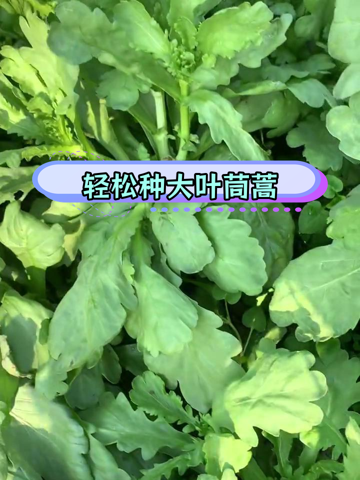 茼蒿如何播种(茼蒿如何播种出苗快)