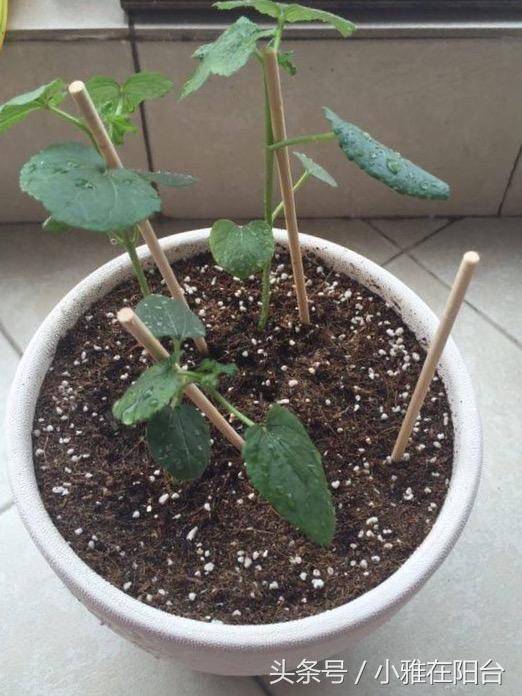 种植秋葵需要多深的盆(种植秋葵需要多深的盆土)