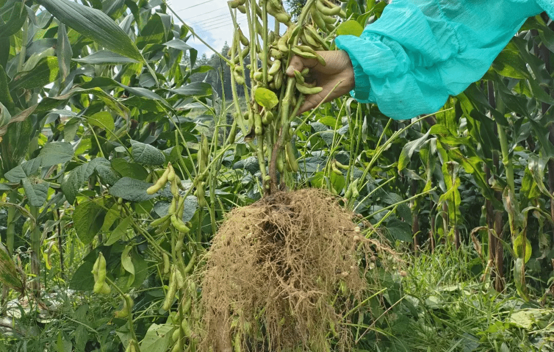 玉米和黄豆一起种植(玉米和黄豆一起种植产量多少)