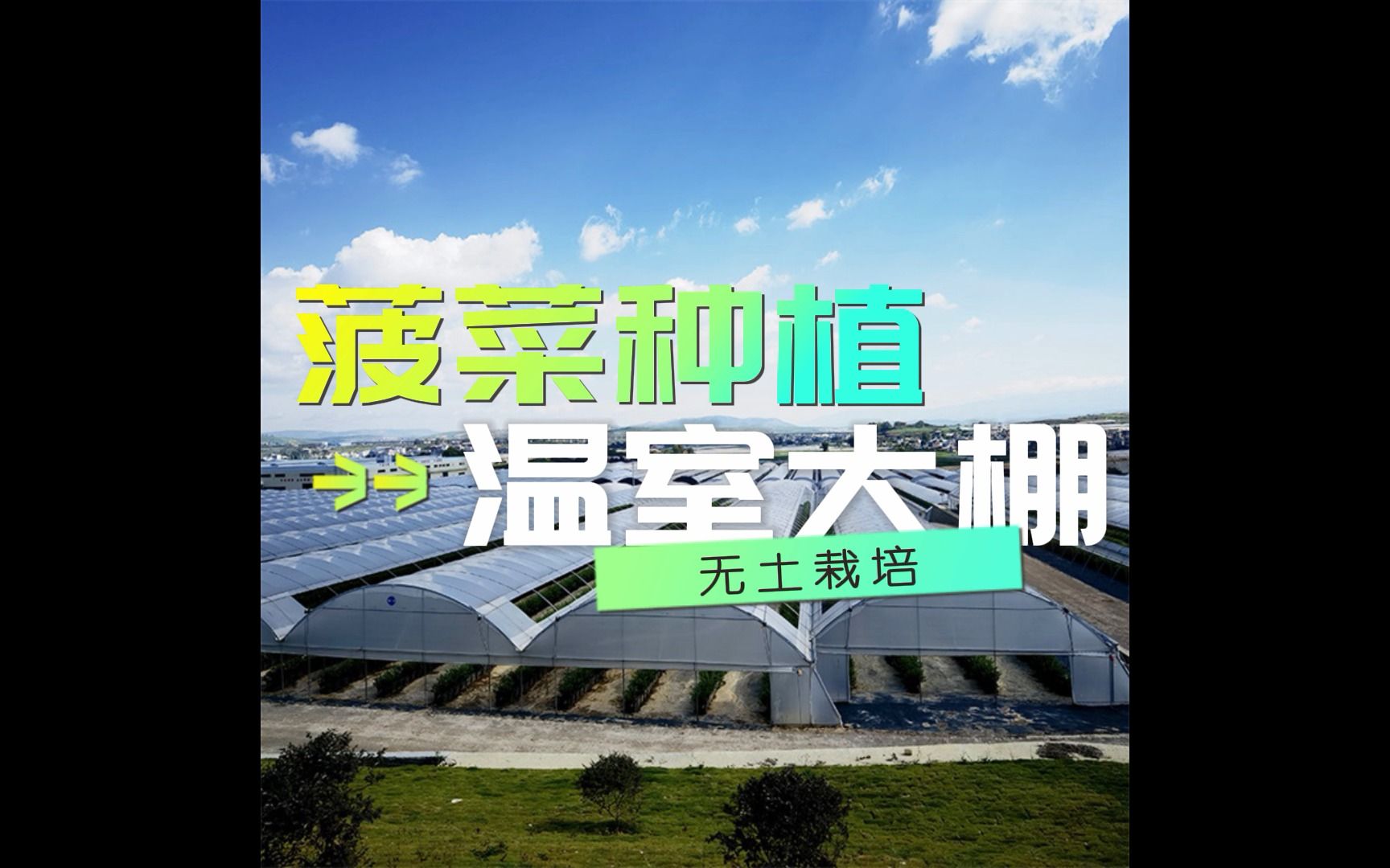 菠菜无土栽培技术(无土栽培菠菜多久成熟)