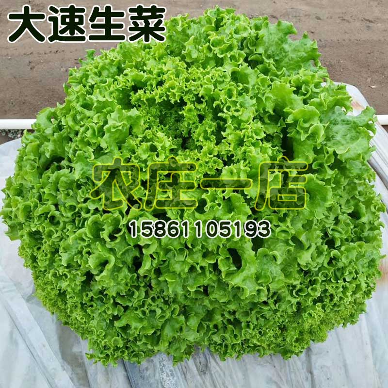 美国大速生菜种植方法(美国大速生菜是转基因吗)