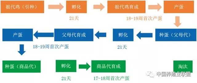 养殖鸡的利润如何(养殖鸡的成本与利润)